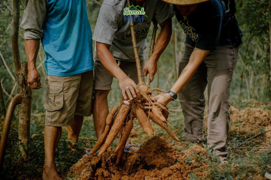 Tepung singkong bersertifikasi lengkap Picture: mantracreativa.com