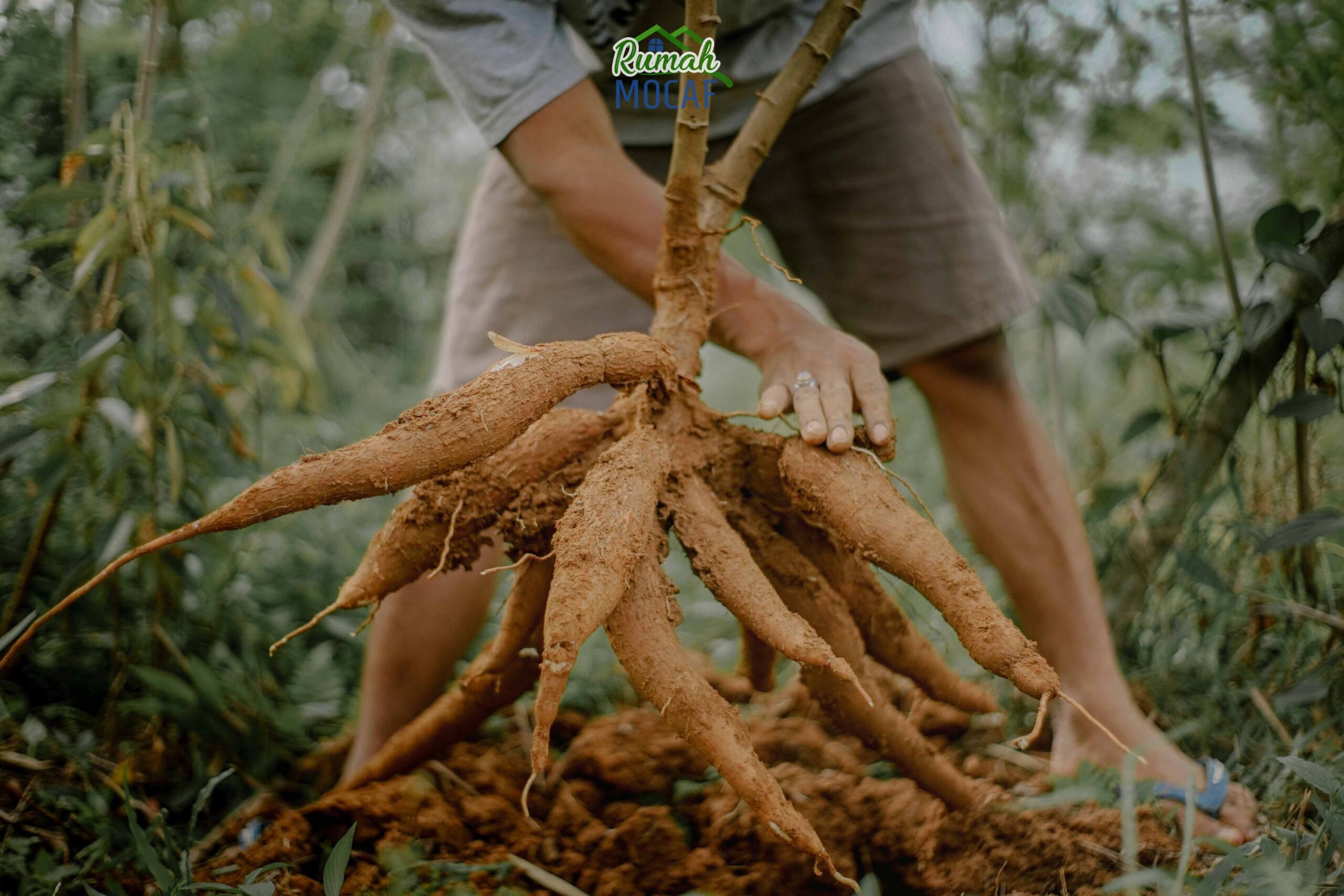 Substitusi Impor, Kementan Dorong Pengembangan Kawasan Singkong – Agrofarm.co.id