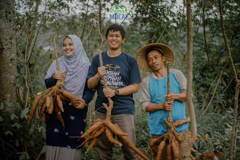 Singkong, Tepung Mocaf
